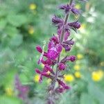 Stachys sylvaticaFlor