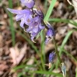 Hyacinthoides non-scriptaFloare