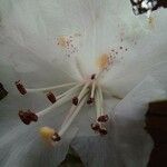 Rhododendron formosanum Blüte