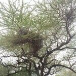 Vachellia tortilis 形态