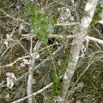 Pittosporum coccineum Costuma