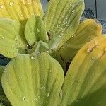 Pistia stratiotes Leaf