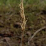 Danthonia intermedia Fruto