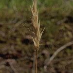 Danthonia intermedia Fruit