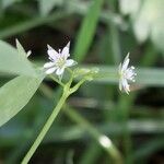 Stellaria alsine Flors