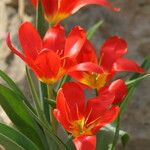 Tulipa butkovii Flower