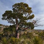 Arbutus xalapensis عادت