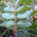 Pistacia terebinthus Leaf