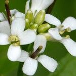 Alliaria petiolata Kukka