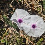 Ipomoea mombassana Flower