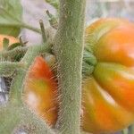 Solanum lycopersicum Bark