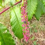 Phytolacca americanaЦвят