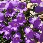 Campanula speciosa Λουλούδι