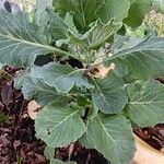 Brassica cretica Leaf