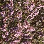 Calluna vulgaris Fleur