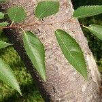 Ulmus pumila Leaf