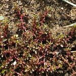 Lythrum portula Leaf