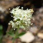 Valeriana californica