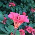 Bauhinia galpinii Květ
