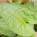 Echinodorus cordifolius Leaf