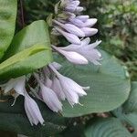 Hosta sieboldiana Цвят