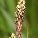 Carex hartmaniorum Flower