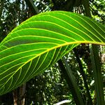 Sanchezia oblonga Leaf