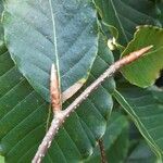 Fagus crenata പുറംതൊലി