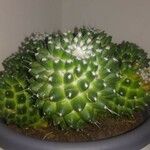 Mammillaria polythele Lehti