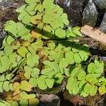 Salvinia natans Leaf