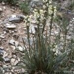 Pedicularis parryi Habitat