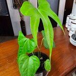 Anthurium pedatoradiatum Лист