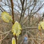 Salix atrocinerea Fruit