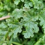 Senecio doria Leaf