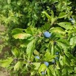 Prunus spinosa Owoc