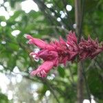 Centropogon granulosus Flower