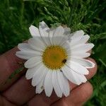 Leucanthemum ircutianum Квітка