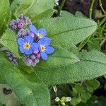 Myosotis sylvatica Habitus