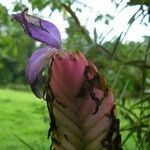 Wallisia anceps 花