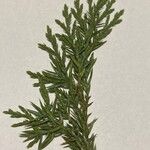 Artemisia biennis Leaf