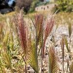 Bromus rubens Flower