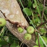 Ficus mucuso Fruit