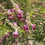 Chilopsis linearis Blüte