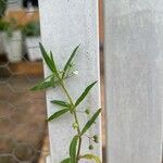 Oldenlandia corymbosa Плод