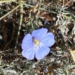 Linum lewisii 花