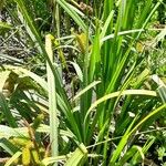 Carex excelsa Hábito