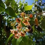 Brachychiton populneus Flower