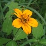 Sclerocarpus divaricatus Flor