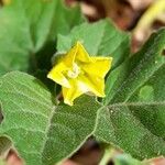 Physalis viscosa Blüte