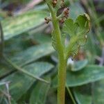 Botrychium matricariifolium Fruit